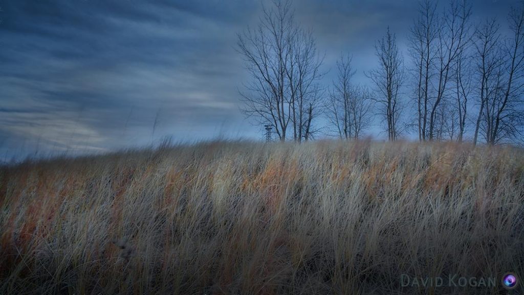Winter Grass