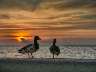 Montrose Ducks