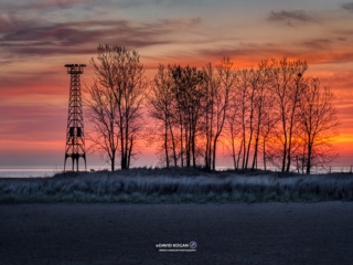 Chicago Sunrise Trees