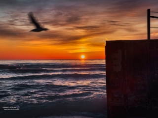 Chicago sunrise sea gull