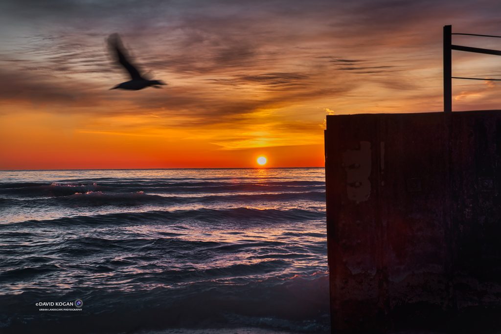 Chicago sunrise sea gull