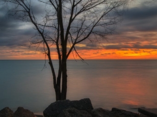 Autumn Tree - Orange Sky