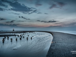 Geese at North Ave Chicago