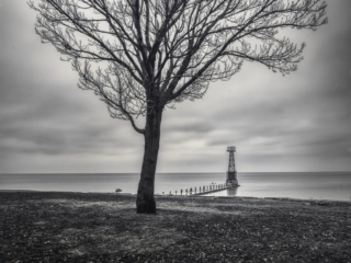 Tree an Foster Chicago