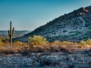 cactus Phoenix desert