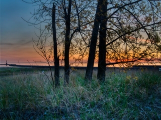 Trees in Winter Chicago