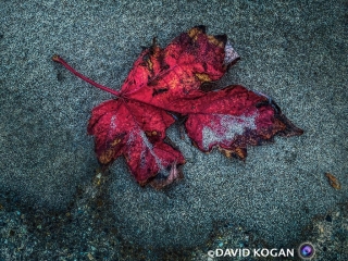 Leaf