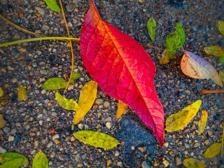 Red Leaf