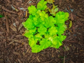 Green Patch