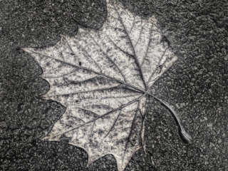 Fall - Leaf in Black &amp; White