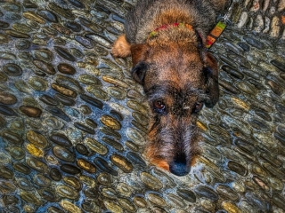 Long Dog
