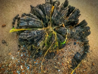 Beach Piling