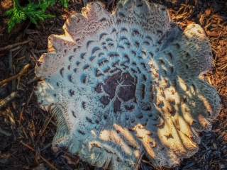 Mushroom Hunt