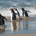 _DPK1579 Penquins Falkland GC copy